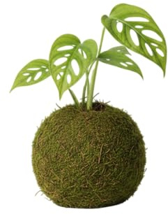 Kokedama Natural de Monstera Adansonii Planta Viva de Interior | DECOALIVE Decoración Tropical