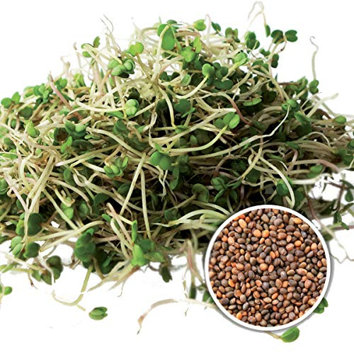 500g BIO Keimsprossen Salatrauke Ruca Keimsaat Mikrogrün Kresse Keimling Mikrogreens