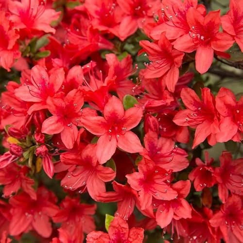 Azalea Rhododendron Addy Wery, Bushy Potted Plant, Orange Red Flowers 3fatpigs®