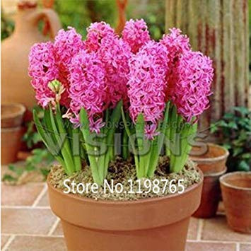 Nouvelle arrivée Orange Garden Jacinthe Graines Jacinthe Pot Bonsaï Balcon Fleur Graines DIY Maison Jardin Paquet de 100 graines