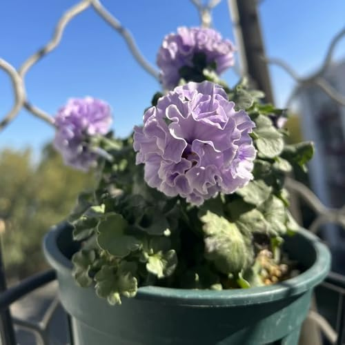 semi viola cornuta - decorazione esotica balcone 250pcs
