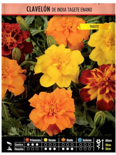 Semillas Horticolas -Clavelón de India (tagete enano) - Semillas listas para plantar.