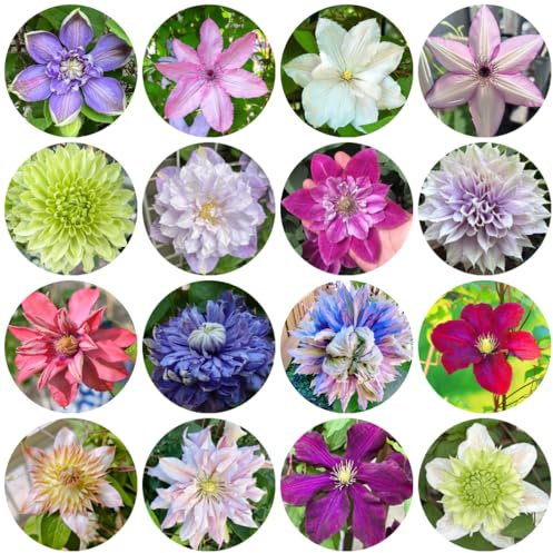 clematissamen - clematis florida - garten schnellwachsende kletterpflanzen balkongewächshäuser gartenpflanzen für draußen gastgeschenk 600pcs
