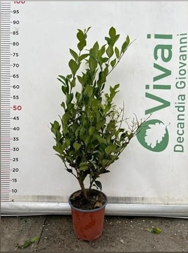 PIANTA DI LIGUSTRO TEXANUM A CESPUGLIO V. 17 CM LIGUSTRUM