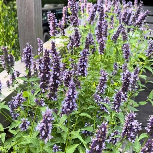 Semi di ortica profumata - ornamentali per giardinieri resistenti giardino selvatiche raro organico prodotti sostenibili verdi 400pcs