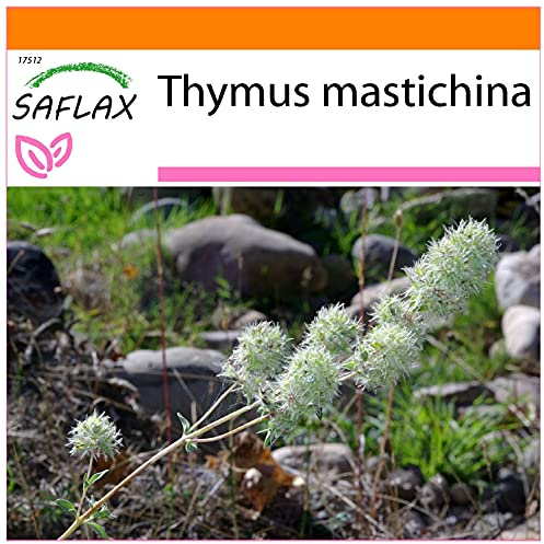 SAFLAX - Garden in the Bag - Tomillo blanco - 250 semillas - Con sustrato de cultivo en un sacchetto rigido fácil de manejar. - Thymus mastichina