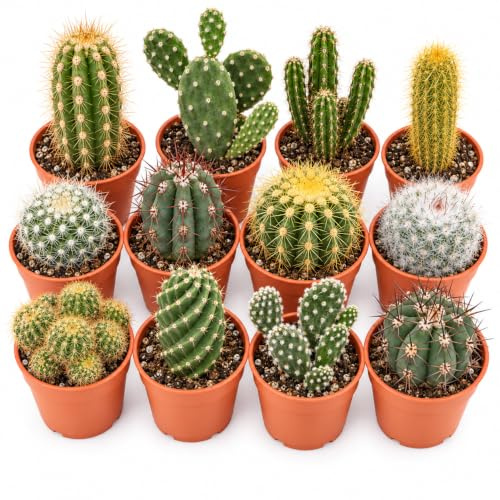 Set di 12 Cactus Veri con Spine vaso da 5,5cm, Mini Piantine da Interno ed Esterno - Piante Succulente Ideali per Scrivania, Casa e Ufficio - Le piantine variano in base alla disponibilità