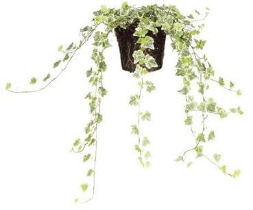 Hiedra White Wonder | DECOALIVE | Planta Trepadora | Planta de Interior | Planta Natural