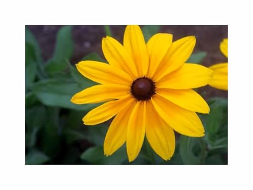 Stk - 70x Sonnenhut Indian Summer Garten Pflanzen - Samen F-S494 - Seeds & Plants Shop by Ipsa