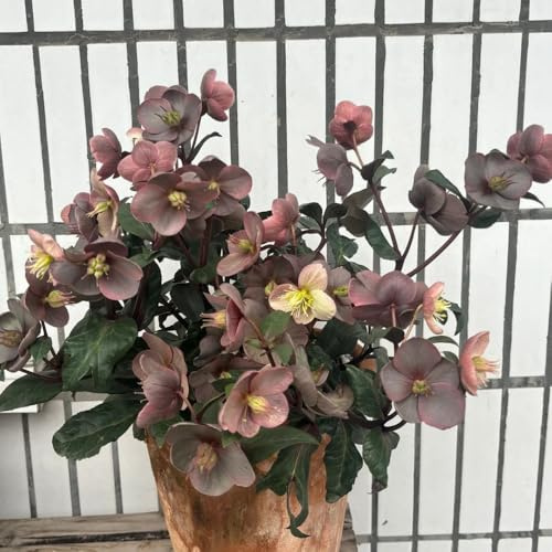 christrosen winterhart - balkon mehrjährig 550samen