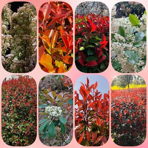 Semi di Red Robin - resistenti da balcone da giardino roccioso da siepe resistenti da giardino cespugli vecchie varietà arbusti 800pcs