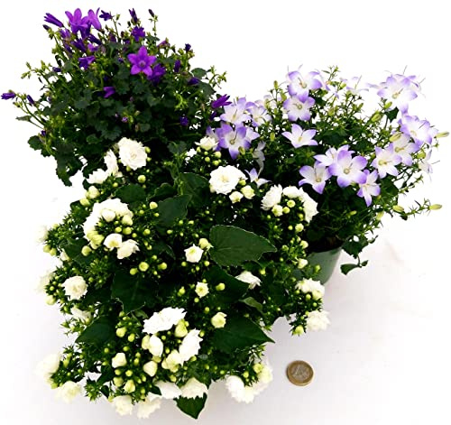 POWERS TO FLOWERS - CAMPANULA TRIS, GET-ME, BICOLORE, FIORE DOPPIO BIANCO, 3 PIANTE VASO 12CM, piante vere