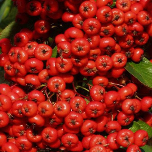 Semi del mondo vegetale - Semi di Pyracantha Saphyr rossi