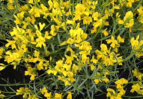 Genista lydia - Steinginster lydia - Syrischer Ginster - Goldgeber Ginster - Besenginster Größe 30-40cm