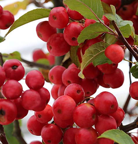 Hochstamm Zierapfel Red Sentinel 100-125cm - Malus Hybride - lebende Gartenpflanze aus den Baumschulen