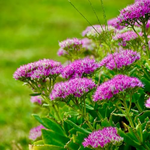 Semillas de Sedum, semillas de para lugares soleados variedades antiguas raras semillas de pradera de mariposas de exterior 100pcs