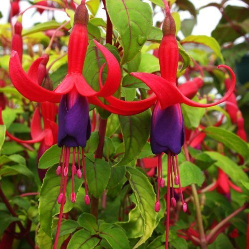 Pack x6 Hardy Bush Fuchsia 'Genii' Summer Garden Plug Plants