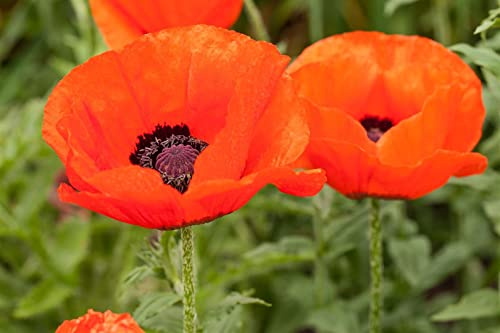 Papaver orientale 'Nana Allegro' 11x11 cm Topf – Winterhart, Mehrjährig, Pflegeleicht – Orientalischer Mohn – Staude für Beet & Rabatte