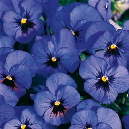 Helza Stiefmütterchen Twix Blue with Eye, Blau mit Auge Holländische Veilchen, 200 stück, Blumensamen für Garten und Balkon, Pflanzensamen, Saatgut von Kulturpflanzen