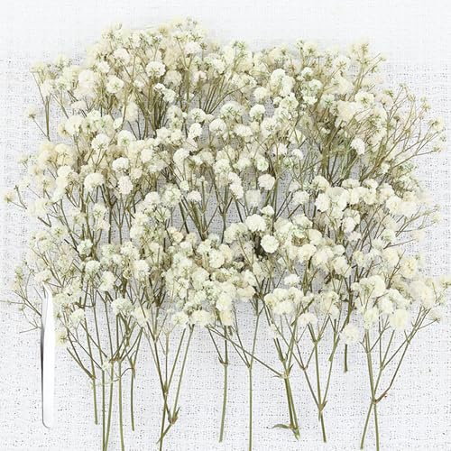 Schleierkraut Getrocknet Weiß, 100 Stück Trockenblumen Schleierkraut Mit Pinzette, Natürliche Getrocknete Blumen Für DIY Hochzeitsdeko, Harzschmuck, Bastelprojekte