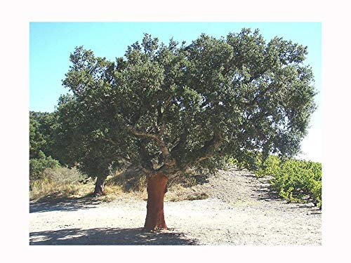 Rare Cork Oak Quercus SUBER, Evergreen Oak Tree, knobbly bark When Adult, 20-30cm Tall Starter Plant