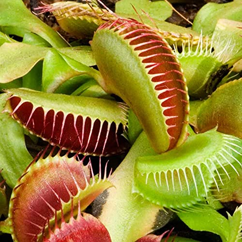 Venus Fly Trap Dionaea Muscipula Plant (not Seed) in 9cm Pot Carnivorous Plant.