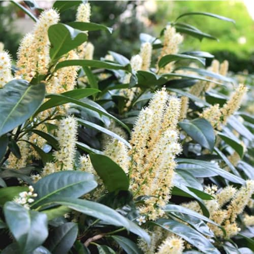 2 Cherry Laurel Trees Live Plants for Planting, Cherry Laurel Bush 6 to 12 Inc Tall 2.5 Inc Pot, Laurel Plant Live Home Garden