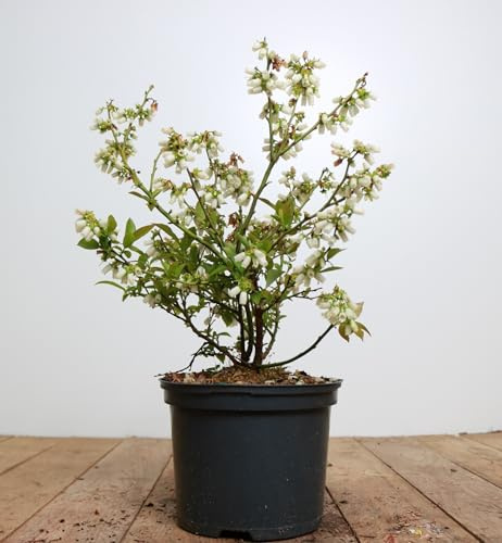 Kulturheidelbeere Vaccinium corymbosum Brigitta 40-60 cm winterhart