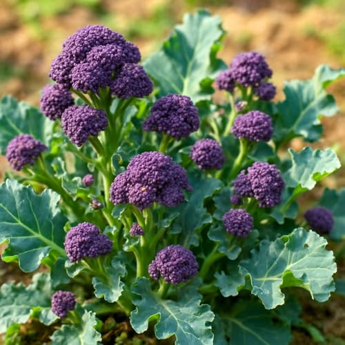 Brokkoli Purple Sprouting Early – Broccoli – 250 Samen | Brassica oleracea var. italica mit violetten Röschen