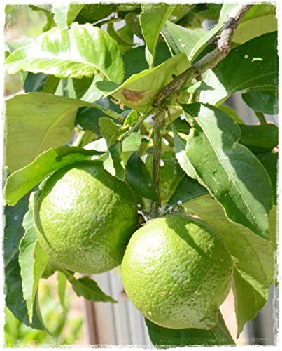 Planta de LIME 'Citrus Aurantifolia' - en maceta: Ø 22 cm - H. 80/90 cm