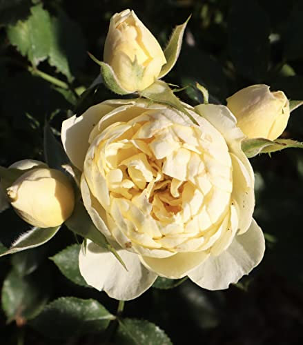 'Sweet Memories' Patio Rose - Masses of Soft Lemon Creamy Double Blooms - Repeat Flowering - 4L Potted Rose