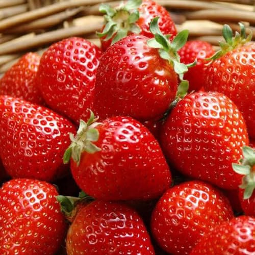 300PCS Giant Strawberry Seeds Everbearing Fragaria Fruit Seeds