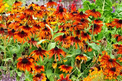 Rotbrauner Sonnenhut – Rudbeckia hirta Autumn Colours – 10 Samen | Herbstliche Blütenpracht