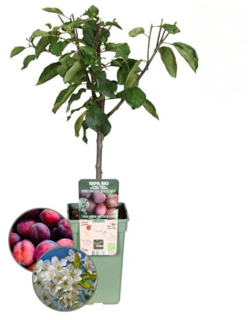 Plants by Frank | Prunier biologique | 1 x Prunus domestica | 20 cm Ø | 60 cm ↨ | Arbre fruitier | Plantes fruitières | Arbres fruitiers | Plantes de jardin