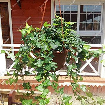 4: Bunte Hanging Parthenocissus Tricuspidata Seed Staude Blumentopfpflanzen Anti-UV-Strahlen-Strahlungs-50-PC 4 : Seeds Only
