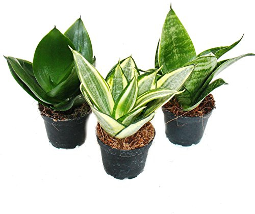 Sansevieria trifasciata hahnii - Set of 3 different plants Potsize 5,5cm