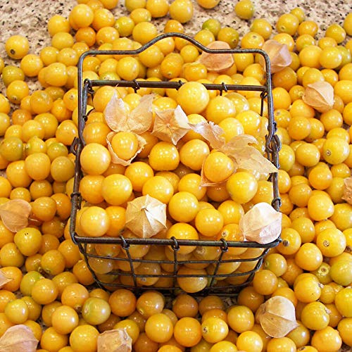 Park Seed Aunt Molly's Ground Cherry Organic Seeds, Includes 50 Seeds in a Pack