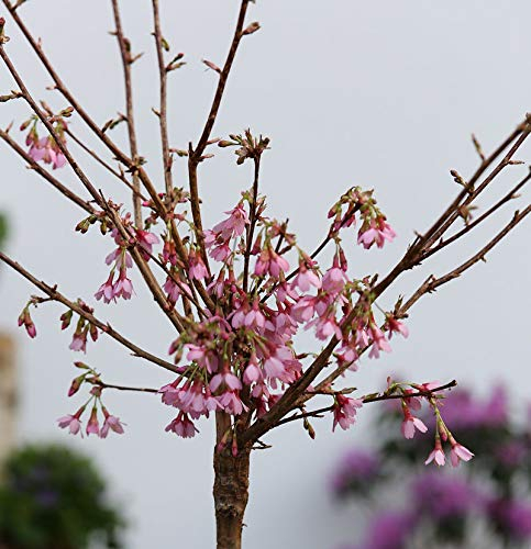 Hochstamm Zierkirsche Okame 100-125cm - Prunus Okame - lebende Gartenpflanze aus den Baumschulen
