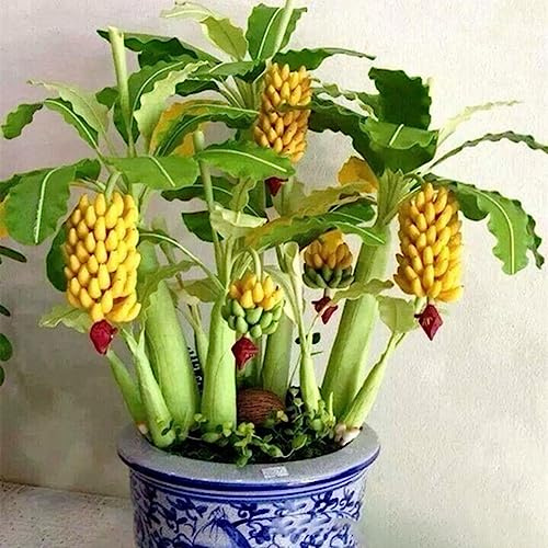 lamphle 200 Pz Semi di Banano Nano Mini Bonsai Frutta Giardino di Casa Ufficio Pianta Decor Fiore Albero da Frutto Semi di Ortaggi Semi di Banane