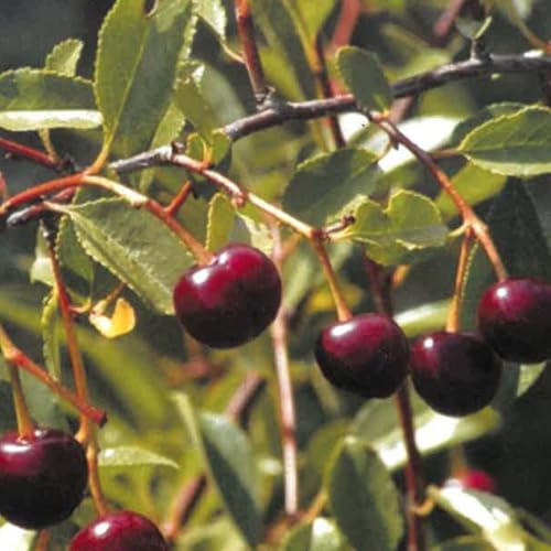 PIANTA DA FRUTTO CILIEGIO NANO in vaso 20/24 (foto reali)