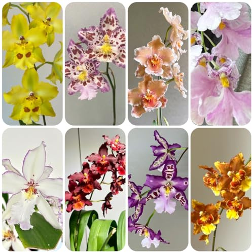 orchidea oncidium - balcone in vaso d'appartamento rara primaverili, resistenti in vaso decorativo rampicanti, 160semi