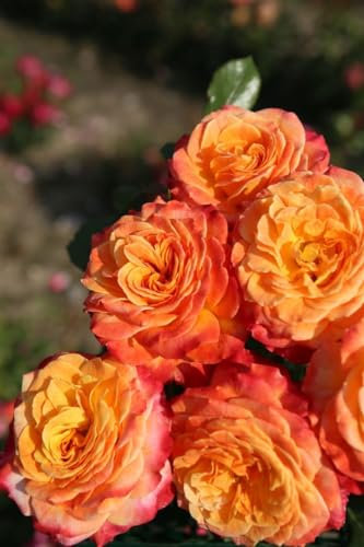 Rosa 'Meteor' 90 cm Stammhöhe – Winterhart & Mehrjährig – Edelrose – Rosenstämmchen für Beet & Kübel