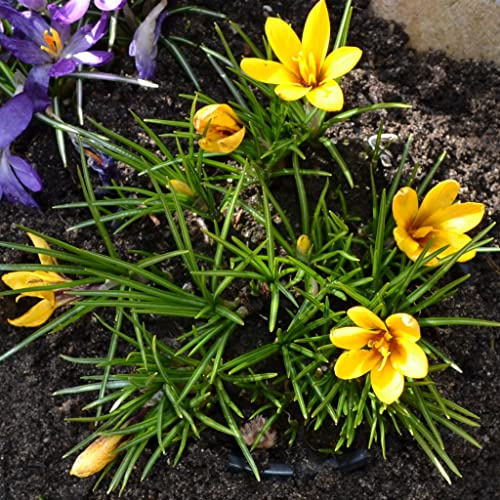 Blumenzwiebeln Krokuszwiebeln Crocus Botanische korolkowii (Taschkent-Krokus) (50 Zwiebeln)