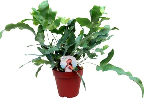 Helecho Phlebodium Blue Star Planta de Interior con Hojas Especiales