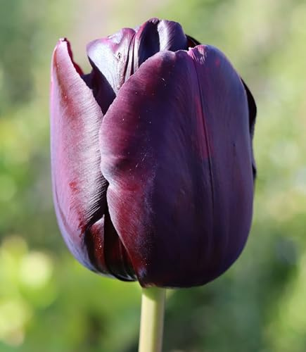 Vivaio Garden Forest, Tulipani Queen of Night - 8 bulbi calibro 12+, Tulipani viola scurissimo quasi nero, Fioritura primaverile elegante e misteriosa, Ideali per aiuole, vasi e bouquet