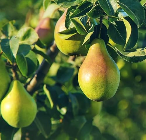 Birnenbaum `Gräfin von Paris´, Niedrigstamm (kleinbleibend), 120-140cm im 10L Topf