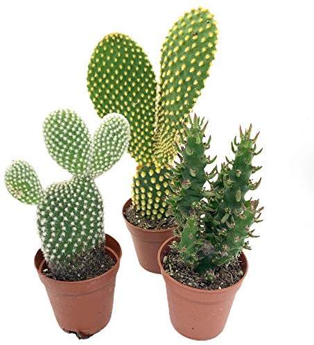 Opuntia Cactus Plant Collection 3 Opuntia's Perfect Houseplants Bunny Ear Cactus
