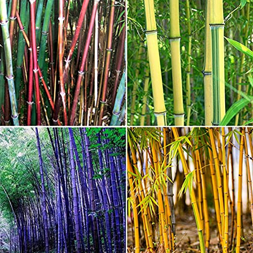 Benoon Semi Di Bambù, 300 Pezzi/Borsa Semi Di Bambù Tollerante All'ombra Home Decor Rare Phyllostachys Pubescens Piantine Da Giardino Per Cortili Semi di bambù