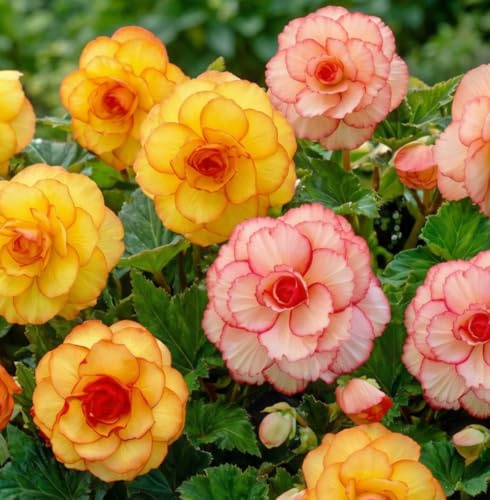 Begonia Picotee Collection - 5 Bulbes de Fleurs à Planter Exterieur - Plante Exterieur Jardin - Naturelle Plantes de Hollande (pas de graines, non artificielle)