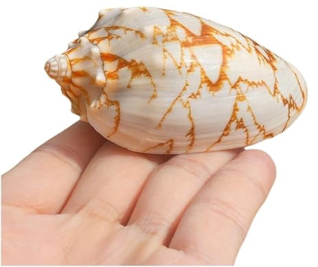 Coquille de mer naturelle. Coquillage naturel véritable de 6 à 7 cm de long, coquillage d'escargot de mer, parfait for les fêtes à thème, les loisirs créatifs, les aquariums